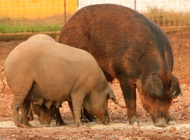 Brown and grey pig eat 