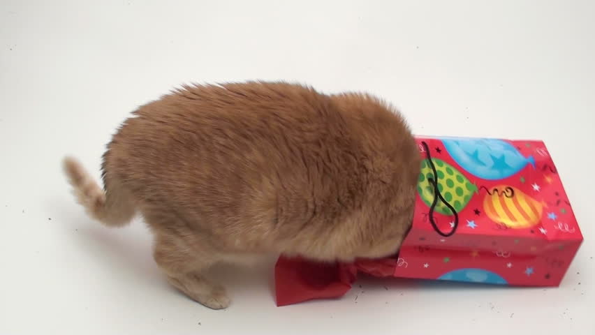 Curious cat looks inside gift bag V7