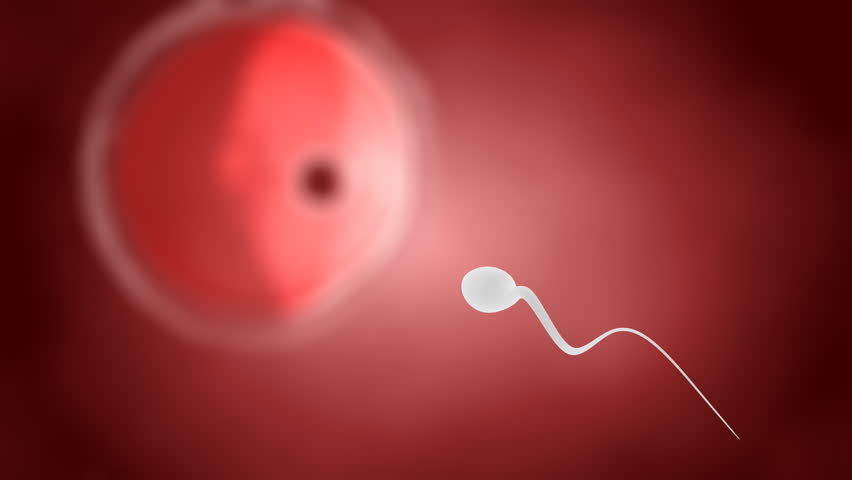 Human sperm ahead ovum concept