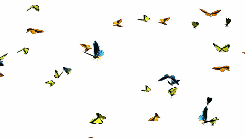 Looping Butterflies Slow Swarm Animation 1. With Alpha Mask, isolated on white