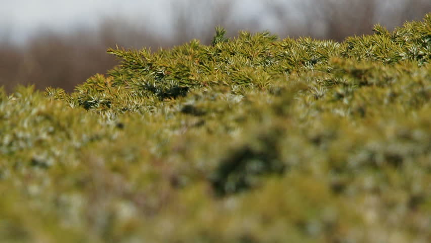 Juniper. A lot of green juniper close. Changing focus from background to foreground.