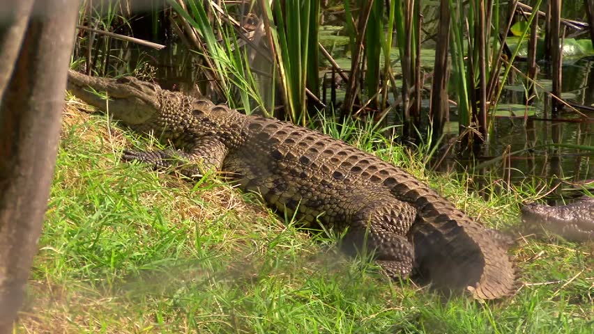 Crocodile