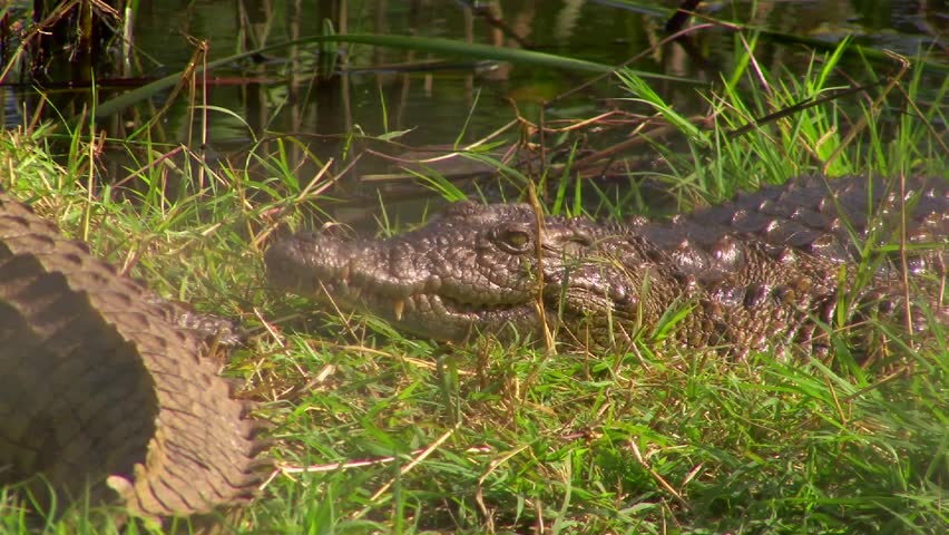 Crocodile