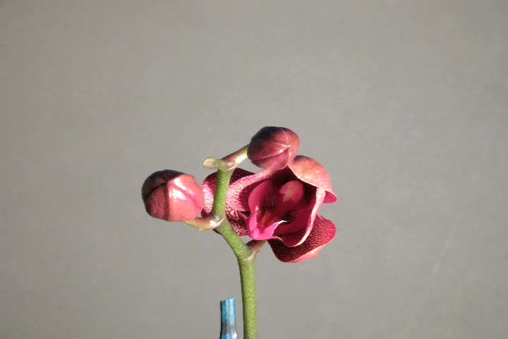 Two buds of this Phalaenopsis orchid open in these time lapse views