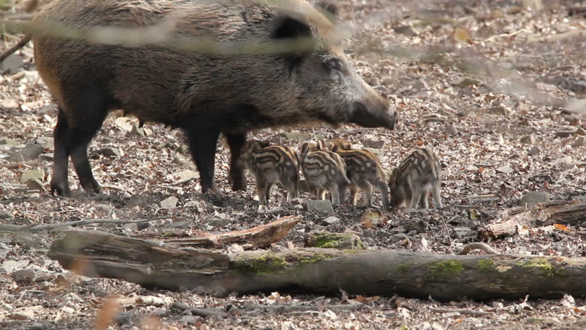 young boars and their mother