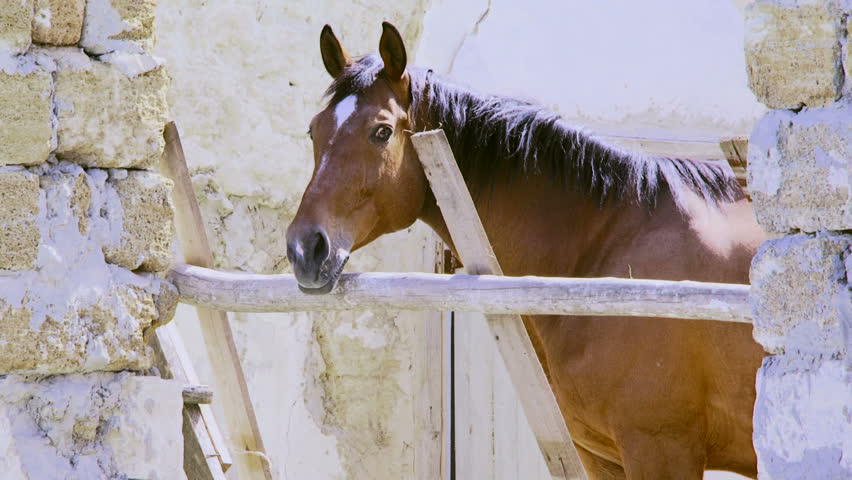 The horse stands in a shelter. Beautiful stallion stands in a shelter. His skin glistens in the sun. Three frame. Close-up.