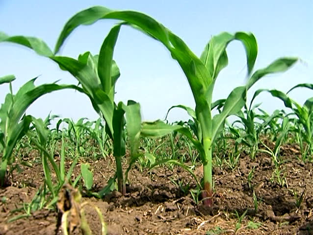 Plants of young corn against the blue sky