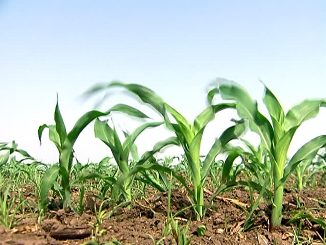 Plants of young corn in the wind