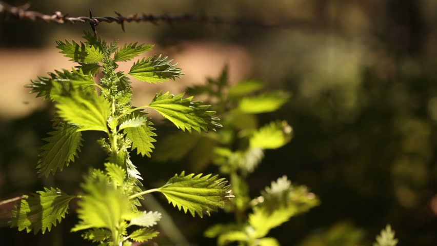 Backlit Plant Sprouts Waving in the Breeze with Narrow Depth of Field and Copy Space - 1920x1080