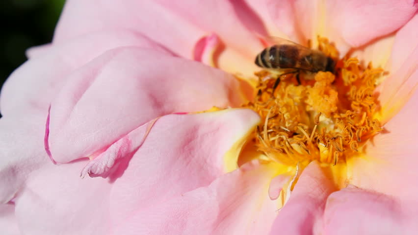 A honey bee collects pollen from a pink rose on a sunny day.