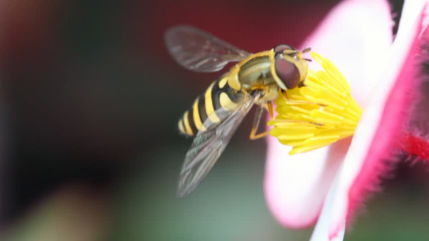 bee gathers pollen with is violet white flower, and then departs 
