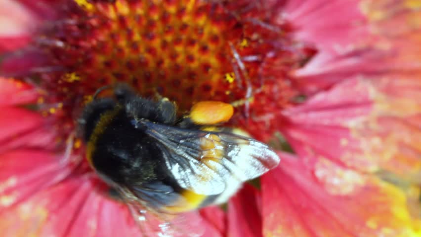 striped big bumblebee creeps on red-yellow flower, collecting pollen 