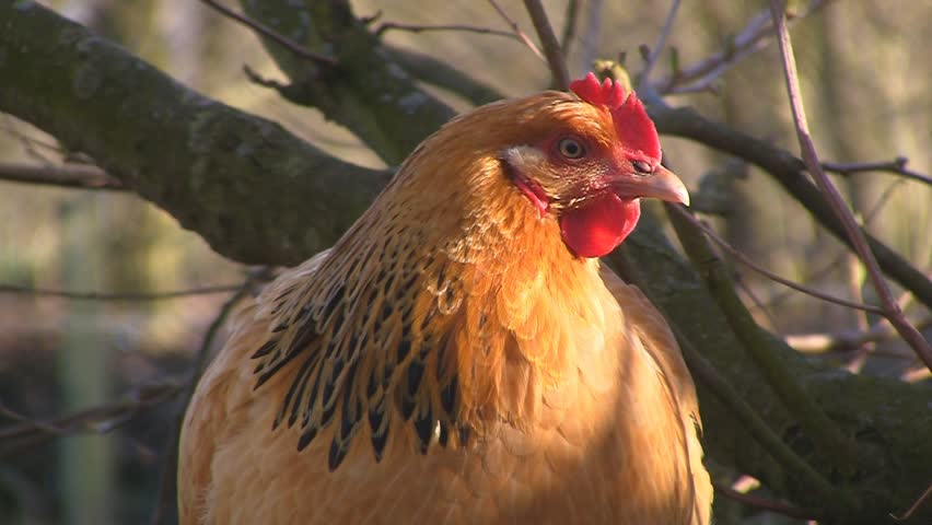 Happy hen sitting on fence