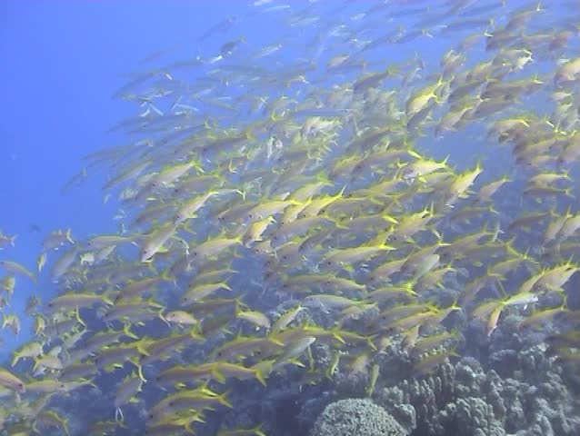 Yellowfin goatfish shoaling on a coral reef
