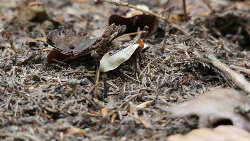 ants crawling on an anthill