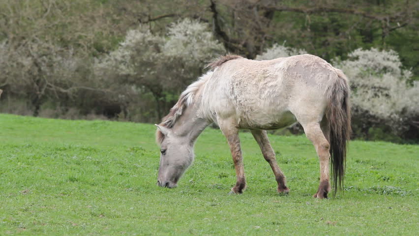 tarpan horse