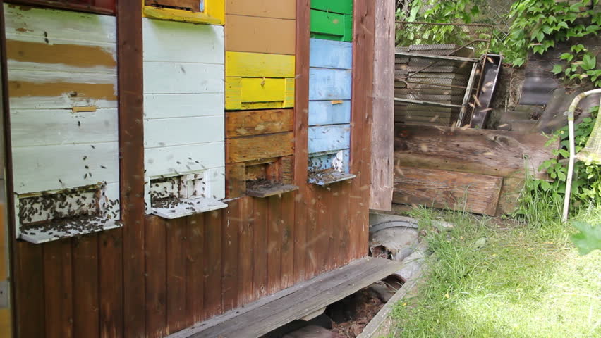 Bees moving in front of there hive (*more in my portfolio*)