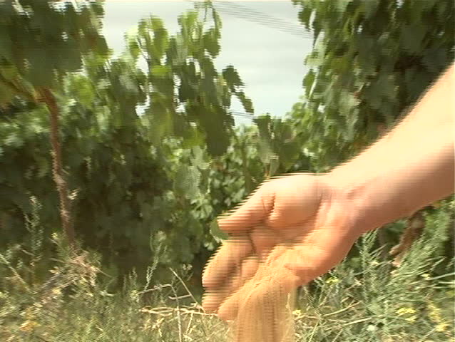 Jib up over vineyard with winemaker checking soil moisture content