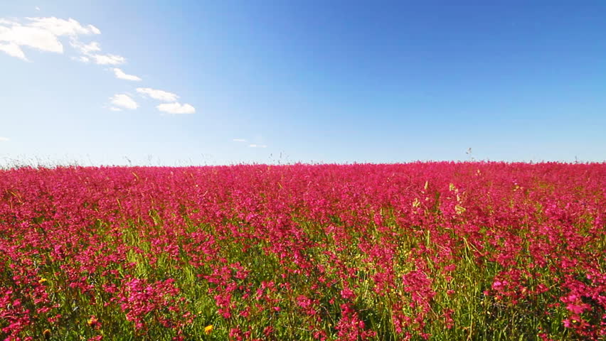 meadow of red flower