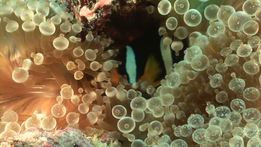 Clownfish swimming over sea anemone and coral 