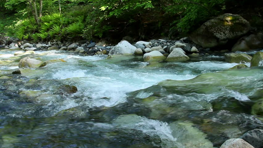 A forest stream reflecting the green foliage on its banks