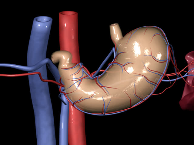 Stomach Rotation PAL