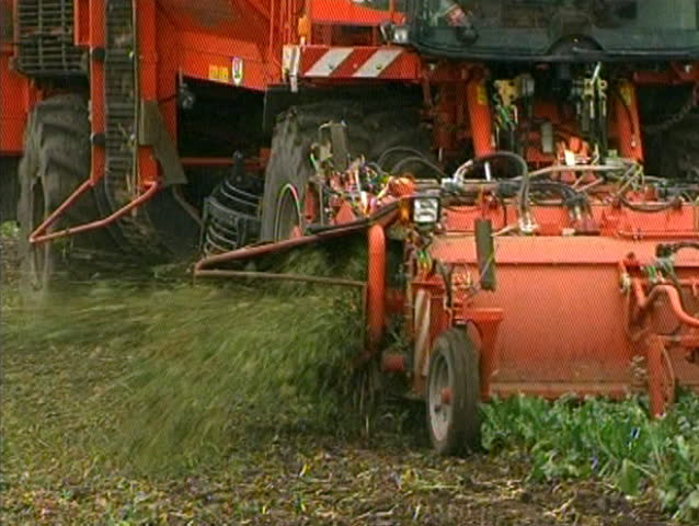 harvesting sugar beet 