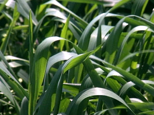 Stalks of green wheat waving in the wind