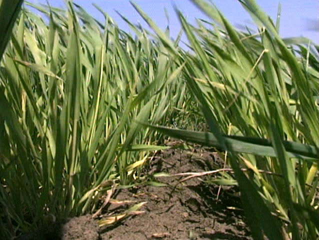 Growing young wheat in the wind, at spring