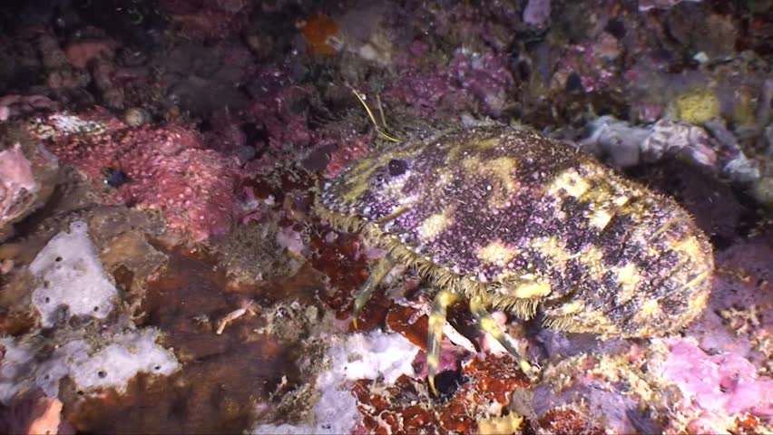 Slipper lobster walking over the reef