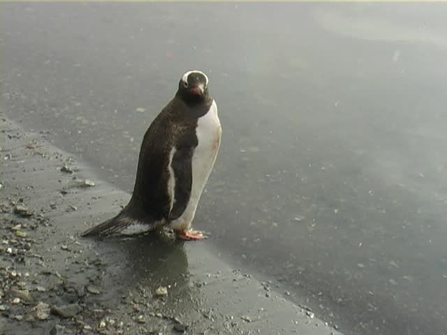 Individual Gentoo penguin (Pygoscelis papua) at waters edge.