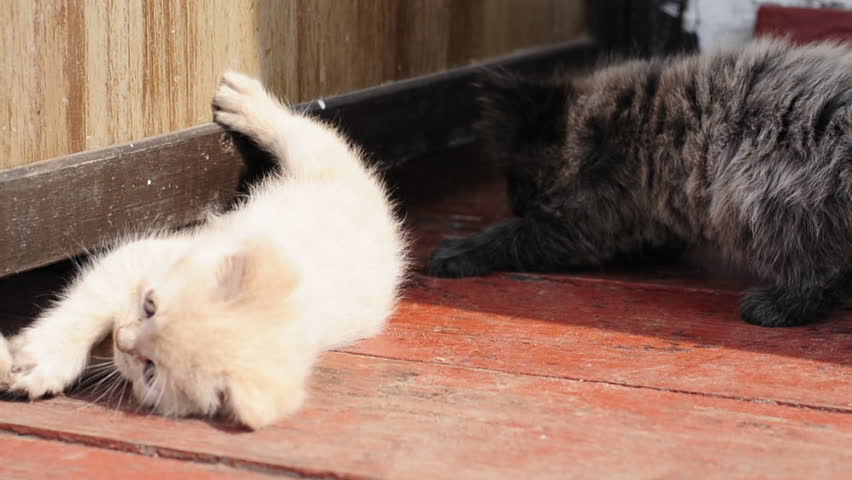 kittens playing outdoor