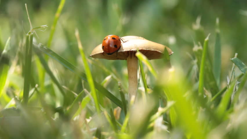 ladybug flies with the fungus 