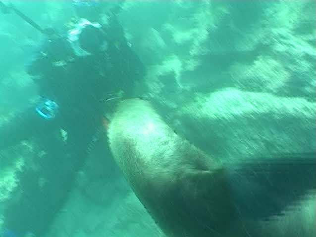 Sea lions underwater video Galapagos