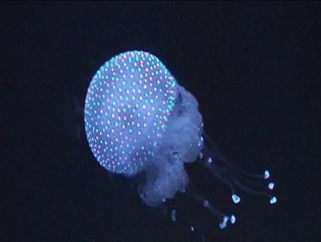Medusa, jellyfish swimming