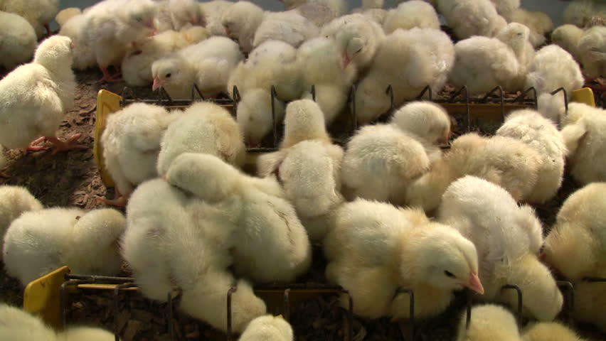 Chicken farm hatchery