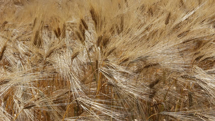 Wheat field moving