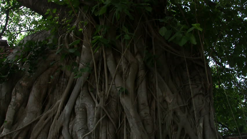 Buddha head overgrown by tree. Tilt down.