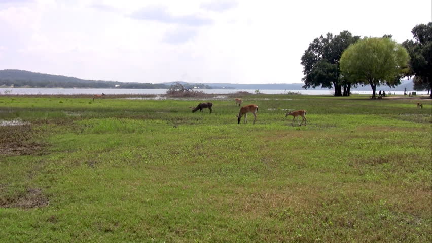 Video zoom in of Whitetail deer in an open field near a south Texas lake. Male buck and female doe. Marsh and grass. 