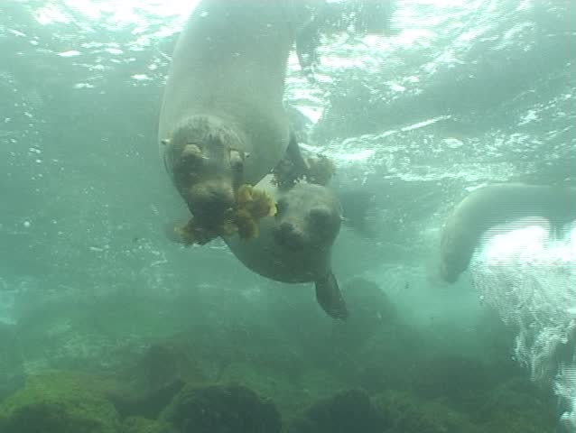 Sea life underwater video Galapagos Pacific ocean