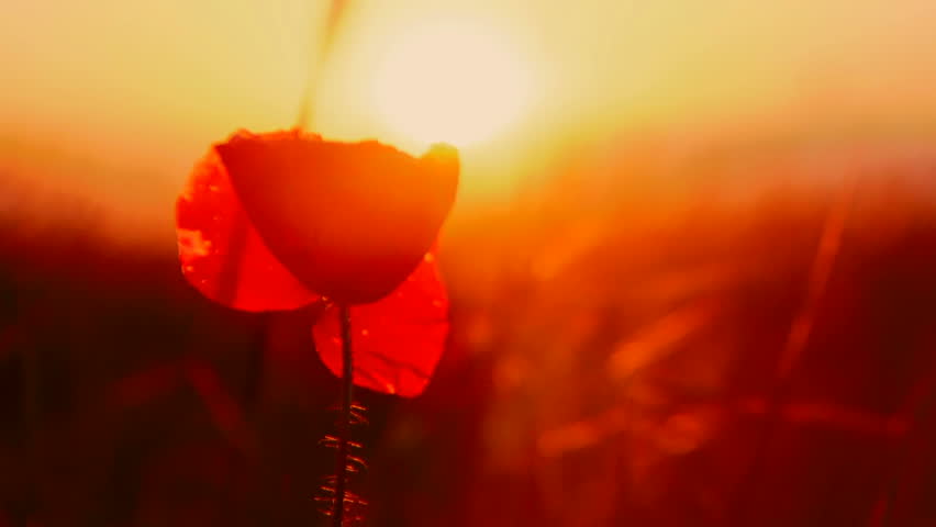 Fire flower. A beautiful red flower on a background of fiery sunset.