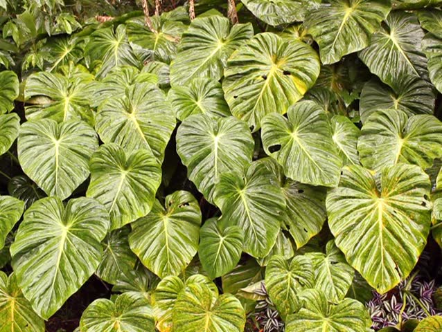 Leaves of a giant arum in the rainforest understory, Ecuador