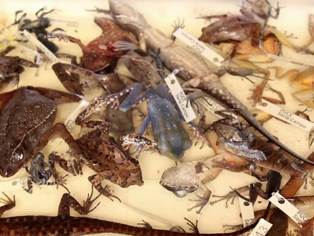 Preserved specimens of reptiles and amphibians