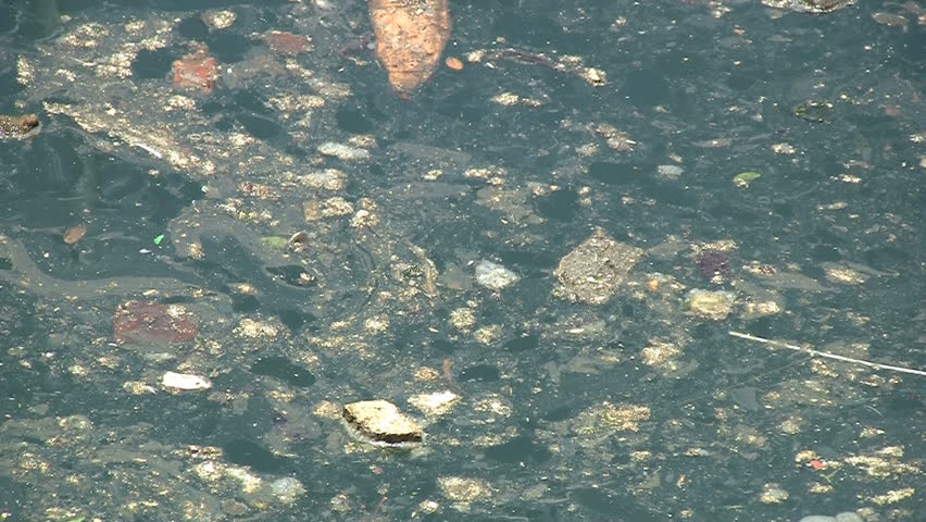 Garbage Floating On Green Water