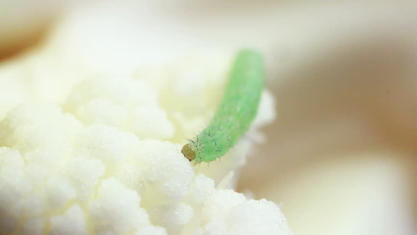 Cabbage caterpillar eats fresh cauliflower, macro.