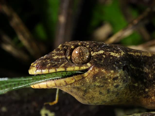 Turnip tailed gecko (Thecadactylus solimoensis) eating a katydid PAL ASPECT RATIO
