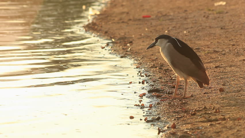 A Black Crowned Night Heron hunts at the water's edge.