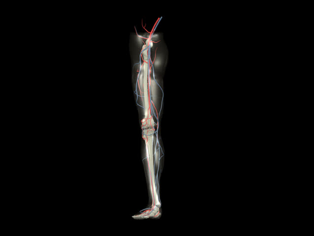 NTSC Leg Rotation