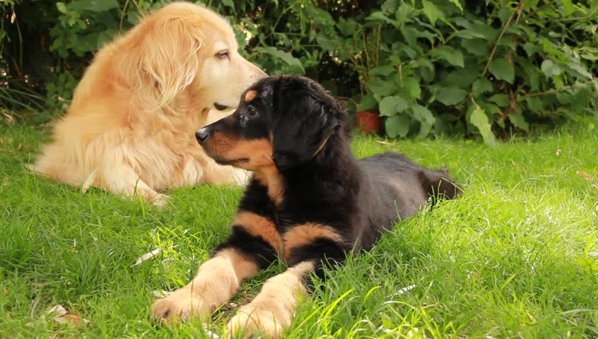 Young Hovawart dog with adult Hovawart.