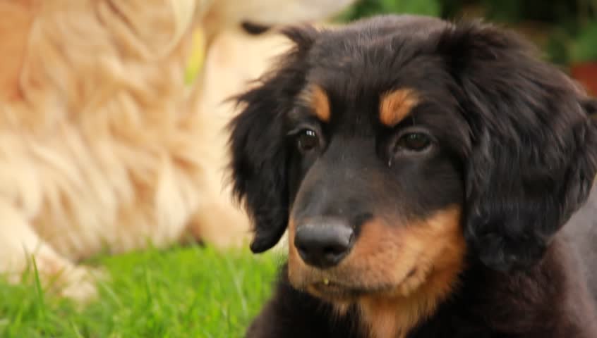 Young Hovawart dog